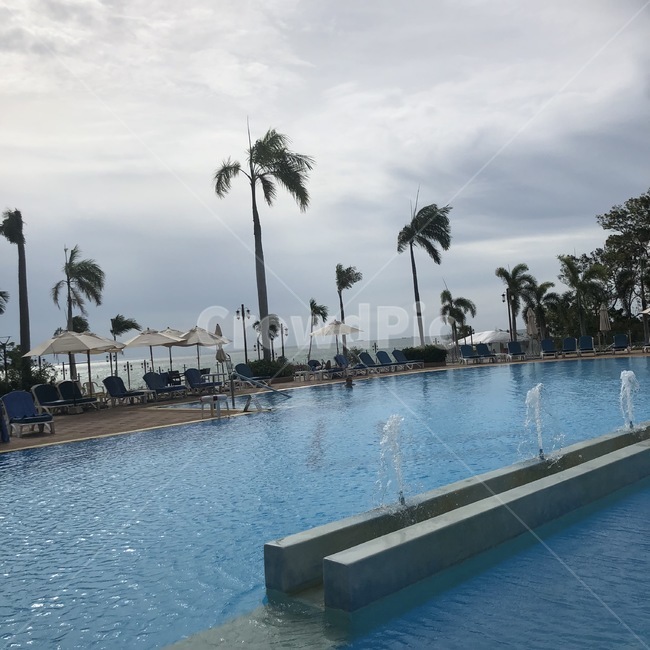 태국,태국여행,파타야,호캉스,수영장,여름,여름휴가,야자수,tree,나무,plant,palmtree,호텔,hotel