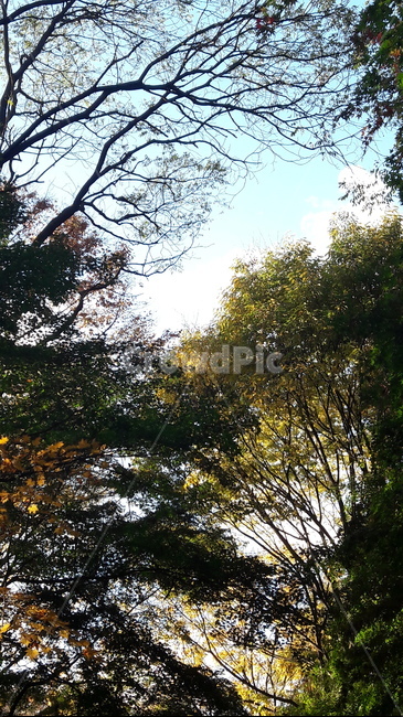 가을,단풍,나무,하늘,아름다움,가을,계절,fall,autumn,season,tree,plant,식물,tree trunk,나무 줄기