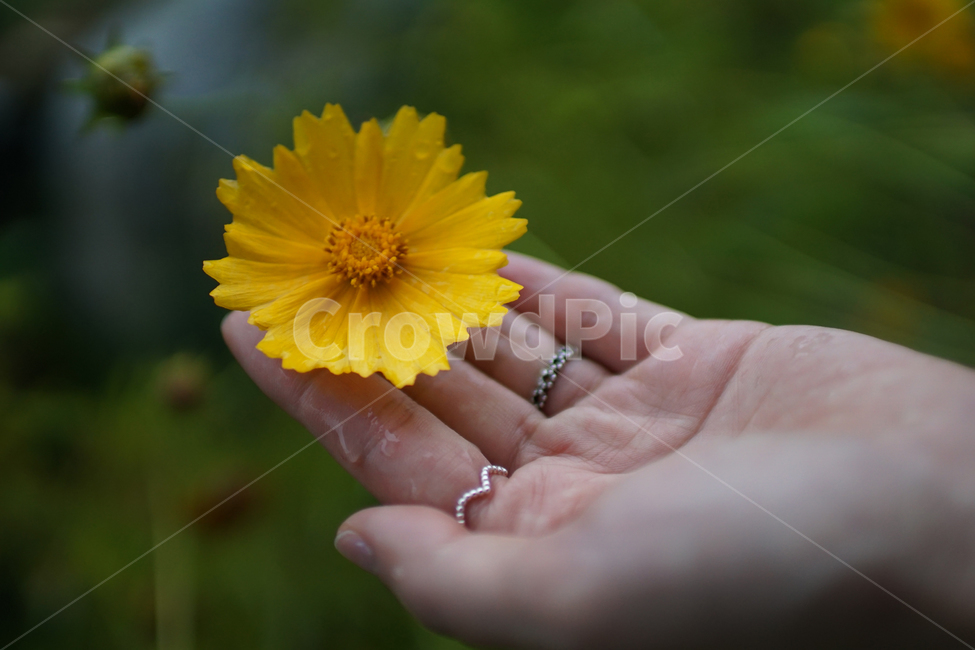 꽃,노란꽃,노랑,꽃받침,들국화,flowers,식물,자연,plants,nature,꽃,flower,사람,인물,인간,human,person,신체일부,몸,body