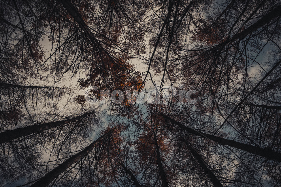 자연,산,나무,낙엽,등산,자연,풍경,nature,landscape,tree,plant,식물