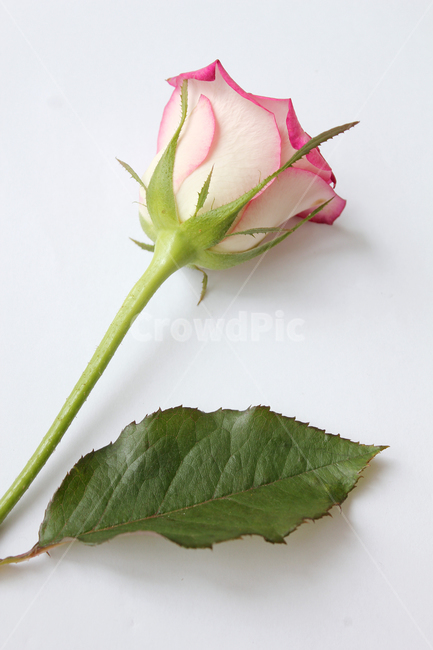 꽃,장미,장미꽃,핑크,생화,rose,flower,pink,신선한,green,leaf,leaves,녹색,그린,잎,나뭇잎,장미잎,탑앵글,식물,사랑,로맨스,love,romantic,식물,자연,plants,nature,꽃,flower,기념일,축하,anniversary,congratulation,celebrate,celebration