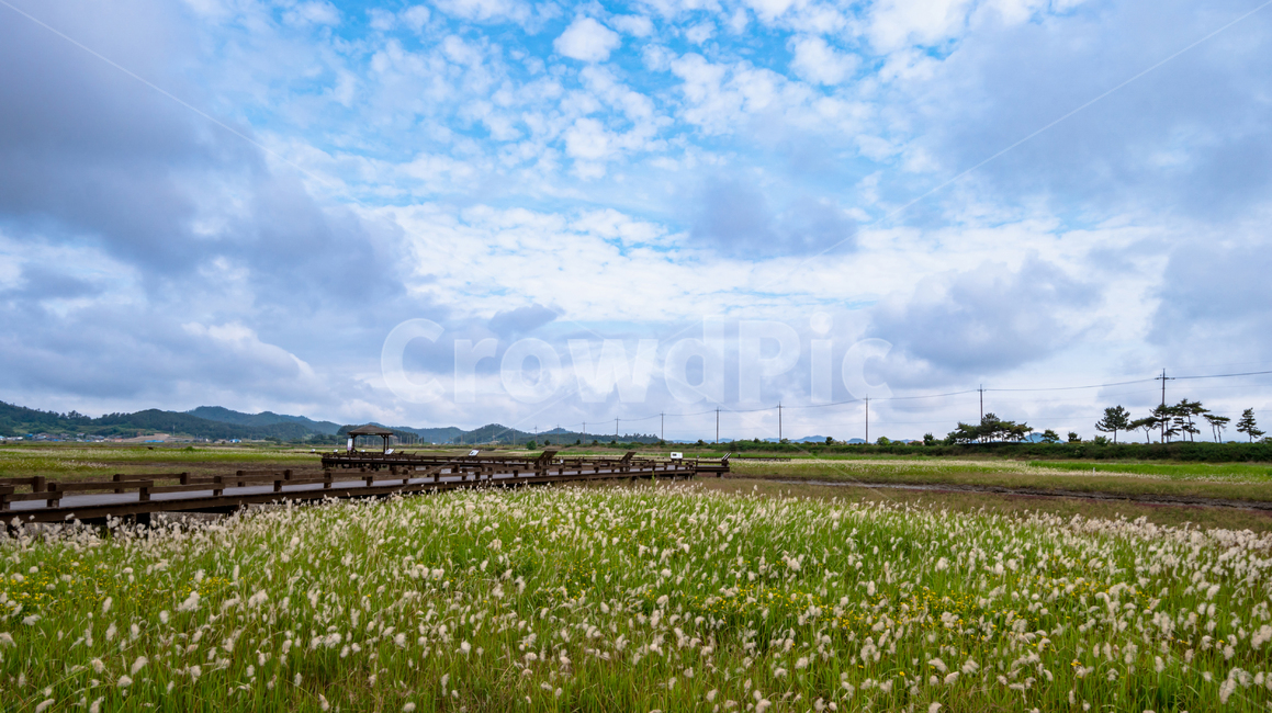 갯벌,꽃,nature,자연,field,들,grassland,들판,삘기꽃