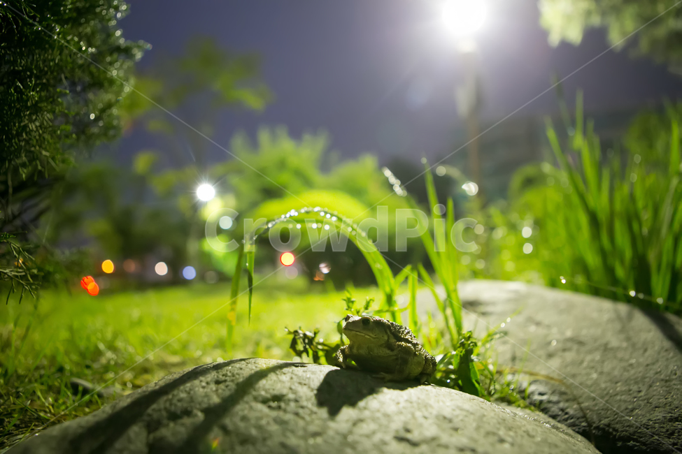 두꺼비,개구리,동물,개굴,초록,동물,animal,파충류,양서류,reptile,amphibian