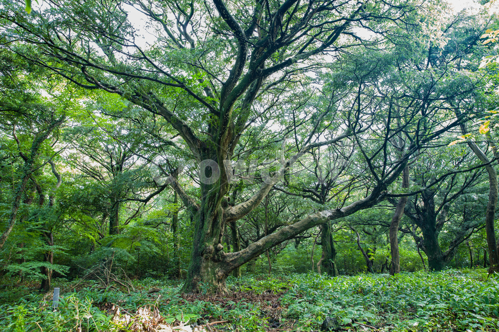 나무줄기,plant,식물,tree,나무,treetrunk,숲,비자림,제주도,초록,산청,자연,풍경,nature,landscape,한국자연풍경,한국자연경관,korea nature landscape,tree trunk,나무 줄기