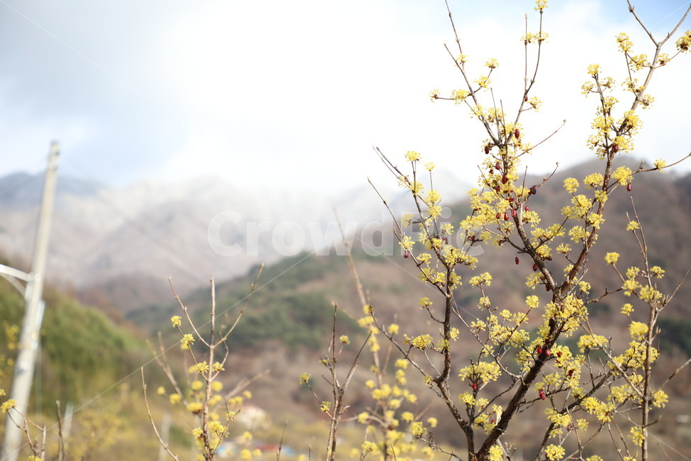 봄,산수유,자연,풍경,꽃,시골,길,산,계곡,봄,계절,spring,season,식물,자연,plants,nature,꽃,flower