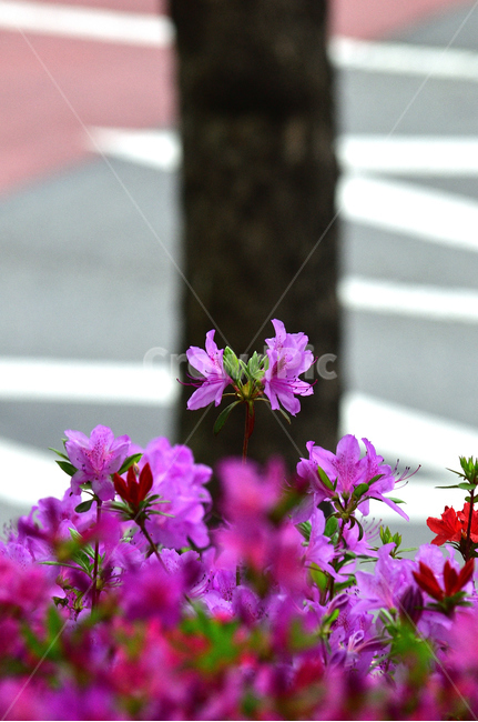 영산홍,봄꽃,식물,자연,분홍,감성,꽃,봄