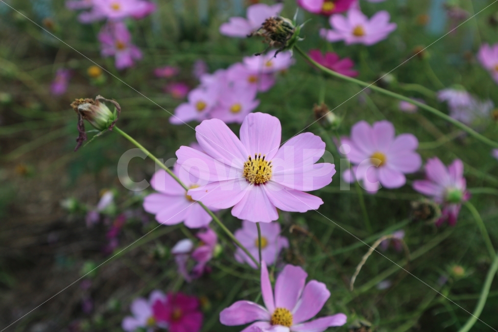 꽃,코스모스,핑크,풀,식물,Flower,Pink,Cosmos,Green,Yellow,가을,계절,fall,autumn,season,식물,자연,plants,nature,꽃,flower,plant,daisy,데이지,blossom,daisies,geranium,제라늄
