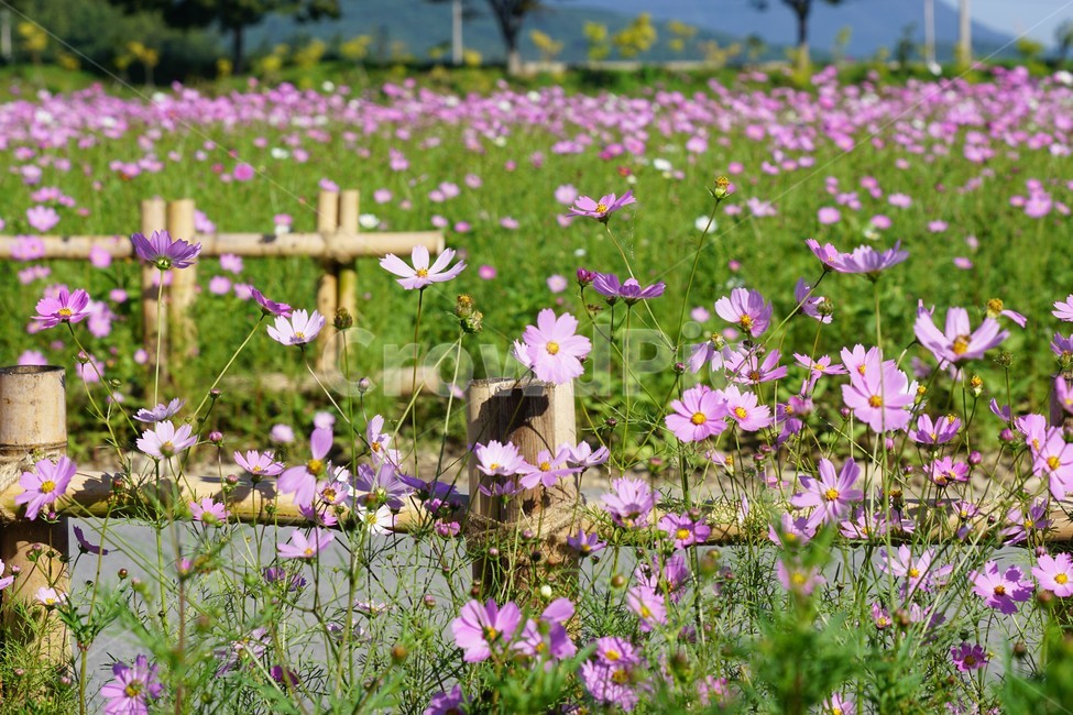 코스모스,가을,꽃,자연,식물,cosmos,nature,fiower,green,pink,가을,계절,fall,autumn,season,식물,자연,plants,nature,꽃,flower,grassland,목초지,field,들,outdoors,옥외,plant