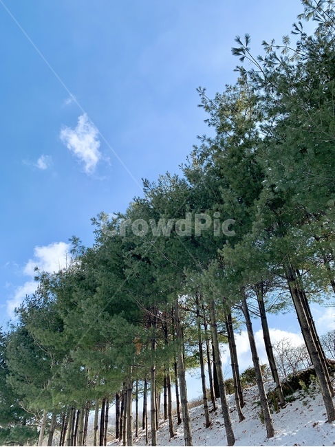 tree,나무,plant,식물,겨울