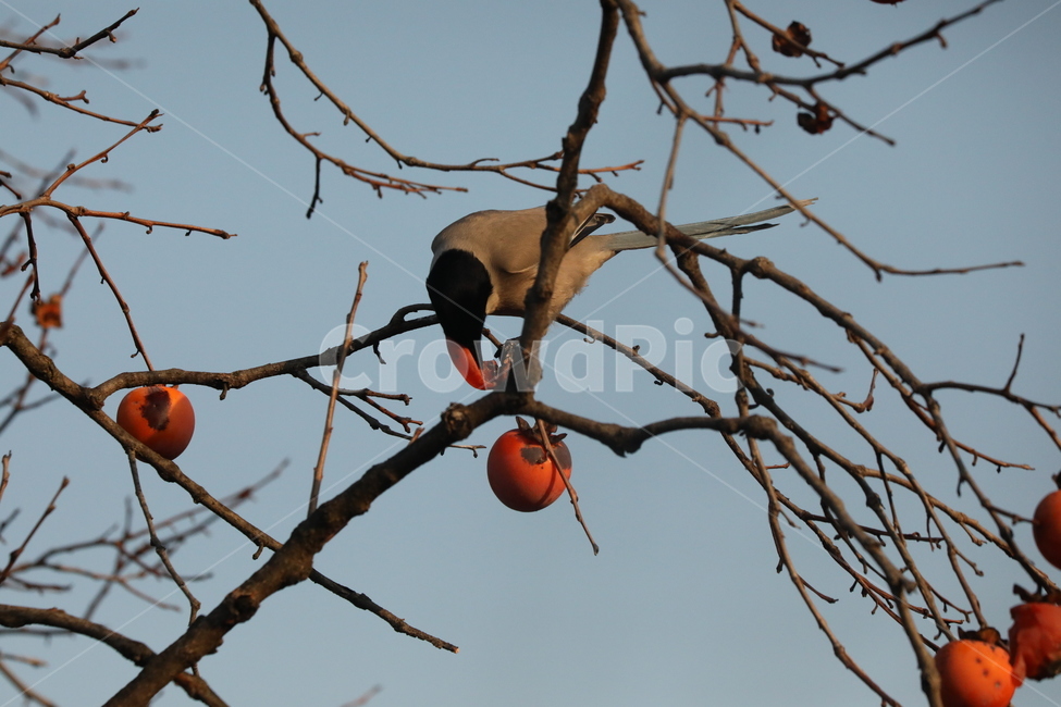 홍시,감나무,열매,새,하늘,가을,계절,fall,autumn,season,동물,animal,조류,새,birds,과일,열매,fruit,plant,식물,food,음식,persimmon,감