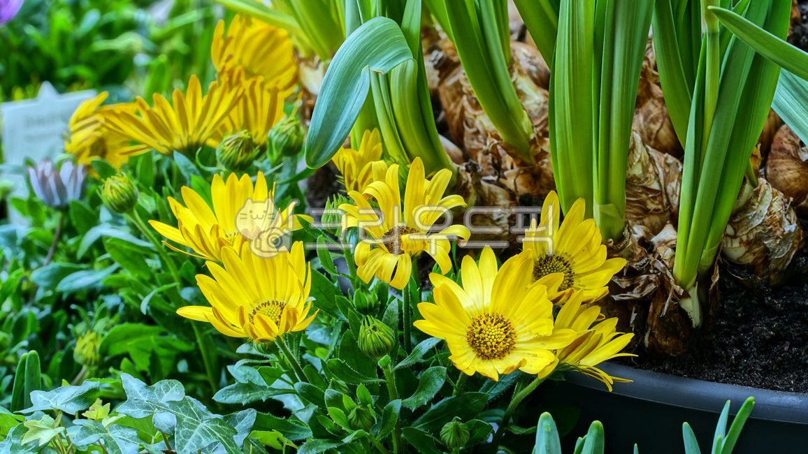 태양국,가자니아,훈장국화,국화,작은국화,소국,gazania