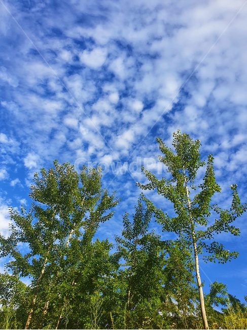 tree,나무,plant,식물,하늘,sky,자연