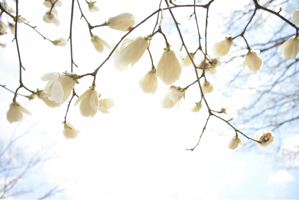 식물,봄,꽃,봄이미지,목련,봄꽃,봄,계절,spring,season,식물,자연,plants,nature,꽃,flower,휴식,힐링,rest,relaxation,healing,plant,petal,꽃잎,blossom