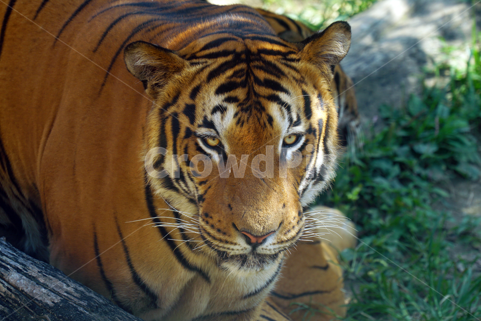 호랑이,벵갈호랑이,타이거,tiger,동물,포유류,animal,고양이과,자연,nature,육식동물,무섭다,무서운,맹수,얼굴,짐승,beast,savage,mammal,동물,animal,포유류,mammal