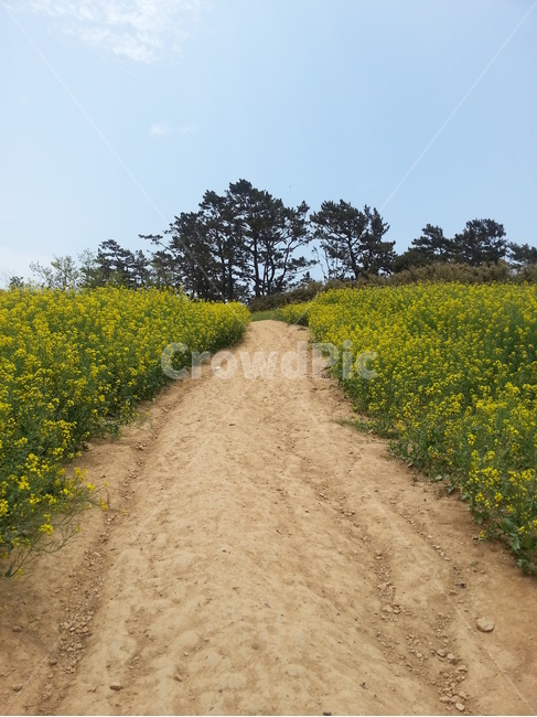 유채꽃,봄,화창,맑음,노랑,자연,풍경,nature,landscape,field,들,grassland,목초지,outdoors,옥외,farm,농장,rural,농촌,meadow