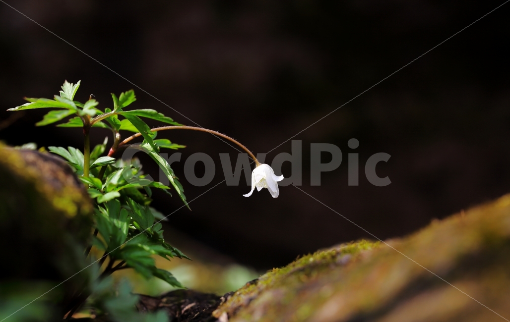 꽃,지시봉,아름다운꽃,야생화,사진,취미,식물,자연,plants,nature,꽃,flower