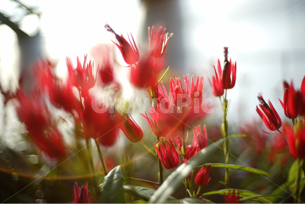 꽃,자연,플레어,아웃포커싱,식물,나무,화분,식물,자연,plants,nature,꽃,flower,감성,sensible,feeling