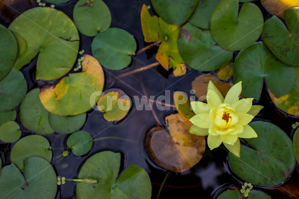 수련,waterlily,수련꽃,꽃,연못,자연,식물,잎,잎사귀,이파리,꽃잎,자연의,그린,초록,녹색,초록색,물,야생,야생의,야생화,옐로,옐로우,노랑,노란색,노란,성장,성장하는,연,연꽃,정원,가든,계절,시즌,여름,봄,개구리밥,부평초,아름다운,예쁜,미,우아한,활짝핀,만발한,만발,만개,만개한,야외,신선한,싱싱한,바탕,배경,백그라운드,flower,waterlily,pond,nature,plant,green,pondlily,candock,pondlily,waternymph,water,lily,leaf,leaves,petal,natural,wild,wildflower,wildness,yellow,growth,growing,grow,lotus,lotusflower,garden,season,spring,summer,duckweed,beautiful,beauty,bloom,blooming,blossom,outdoor,outdoors,fresh,freshness,graceful,elegant,background,식물,자연,plants,nature,꽃,flower