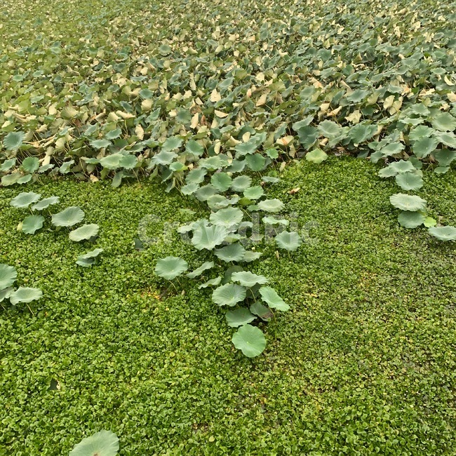 식물,plant,자연,힐링,nature,그린