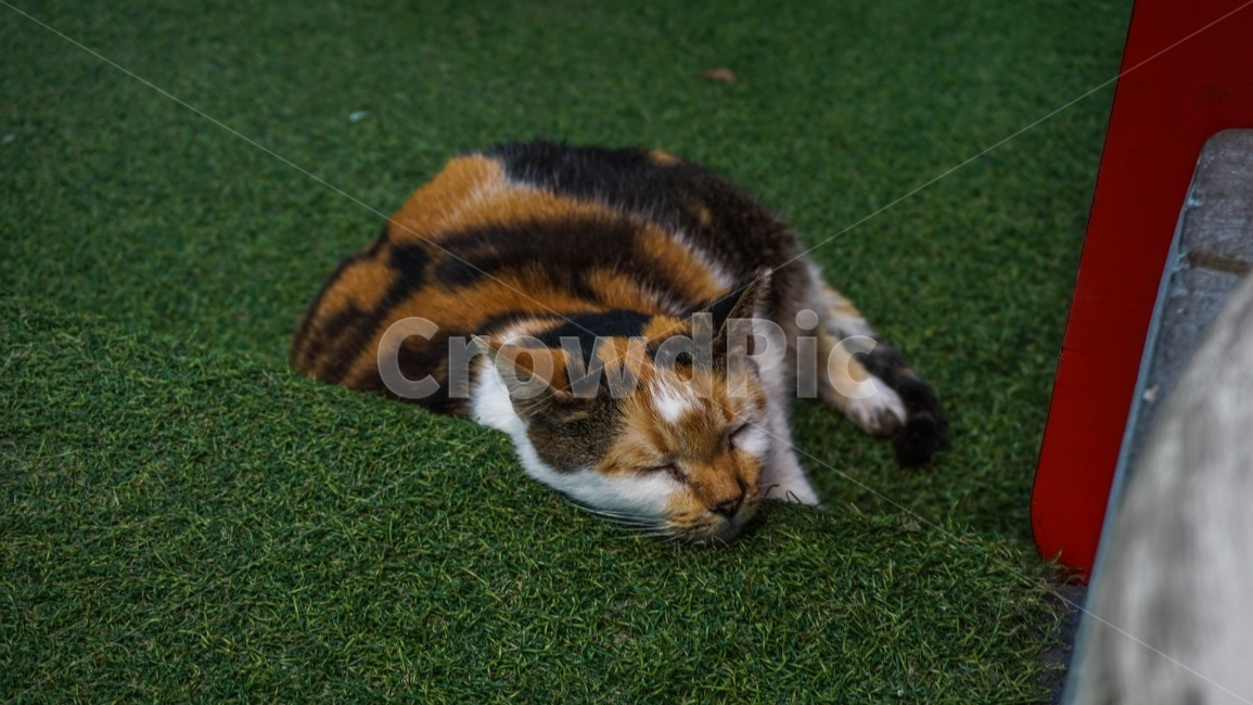 고양이,싱가포르,뚱냥이,동물,여행,감성,동물,animal,포유류,mammal,고양이,cat,kitten,kitty