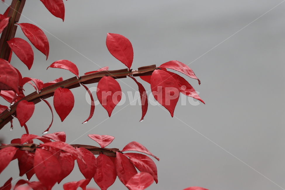 가을,낙엽,비,autumn,rain,가을비,autumnalrain,가을,계절,fall,autumn,season,식물,자연,plants,nature,leaf,잎,plant,veins,정맥