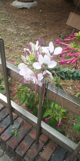 길거리꽃,화단,식물,plant,야생화