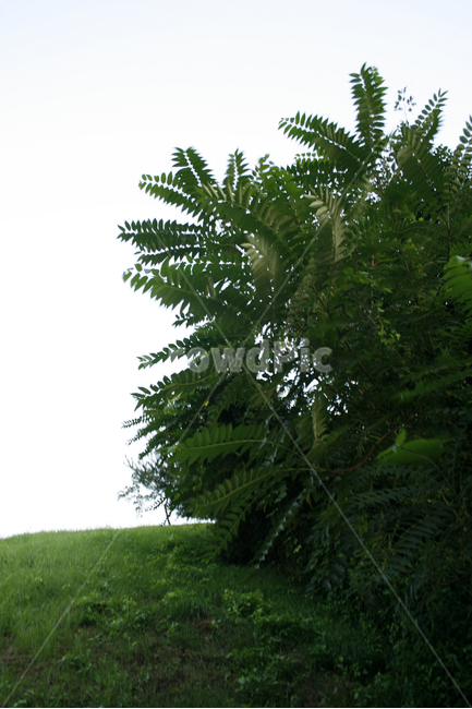 나무,공원,휴식,하늘,초록,여름,잔디,자연,풍경,nature,landscape,식물,plants,나무,trees,wood,plant,green