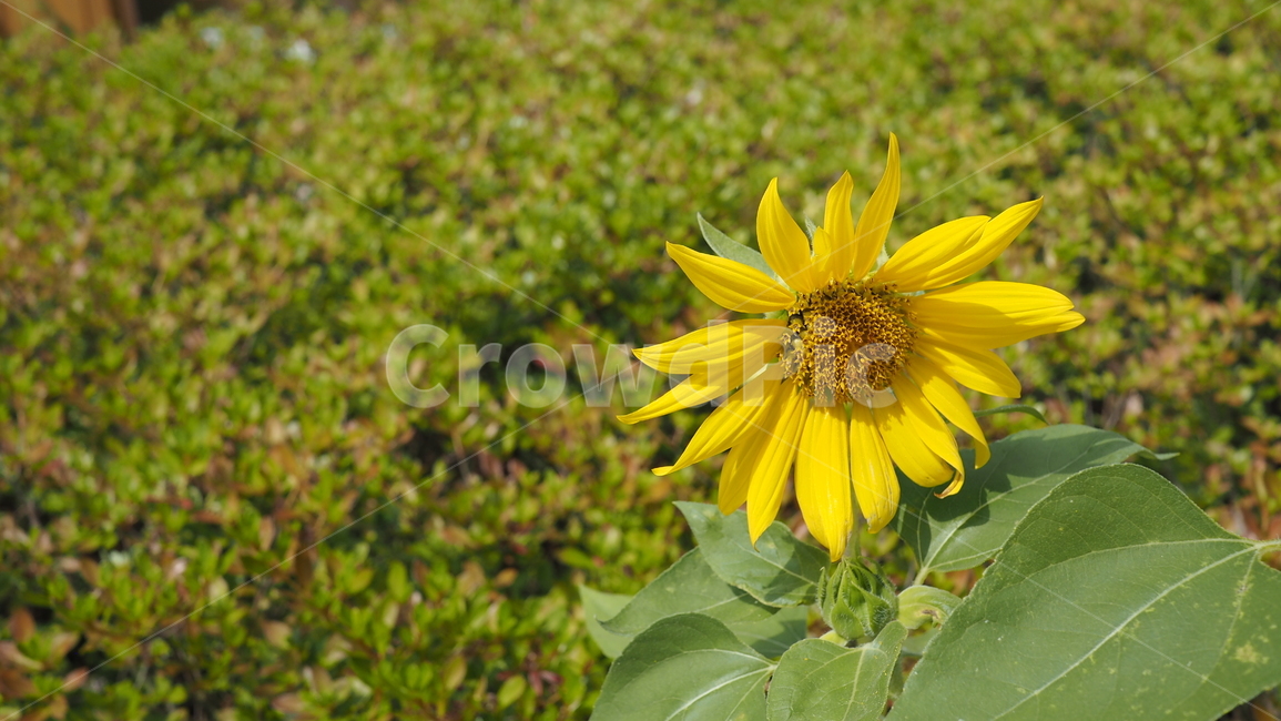 야생화,꽃,color,wildflower,flower
