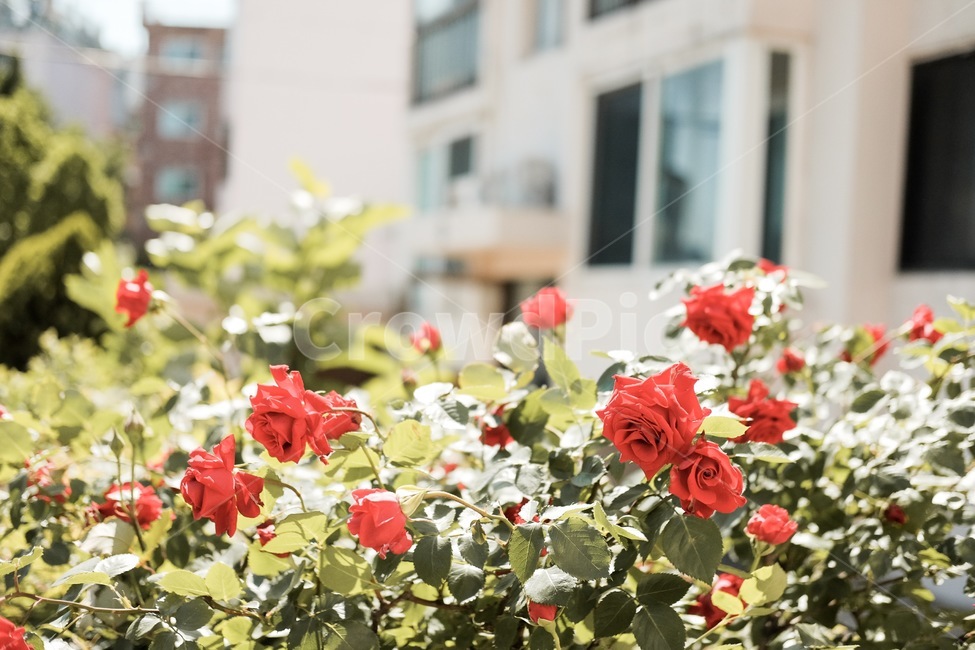 장미,꽃밭,꽃,정원,봄,마당,식물,자연,plants,nature,꽃,flower,감성,sensible,feeling
