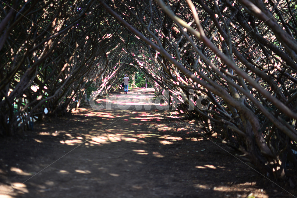 파주,자연,풀,나무,감성,풍경nature,landscape,한국자연풍경,한국자연경관,koreanaturelandscape,주목터널길,빛,햇빛,나무터널,가을,산책,나들이산책,autumn,계절눈부신,자연,풍경,nature,landscape,사람,인물,인간,human,person,여성,여자,woman,female,lady