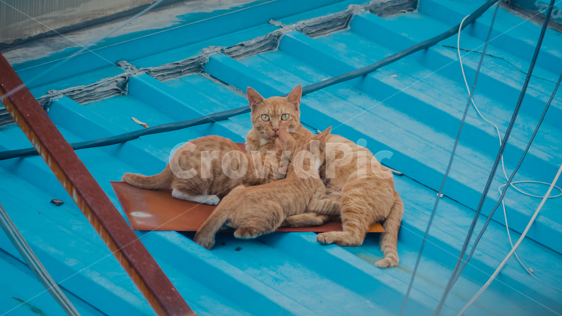 animal,동물,cat,고양이,지붕,지붕위고양이,길냥이,고양이가족,냥이,냥