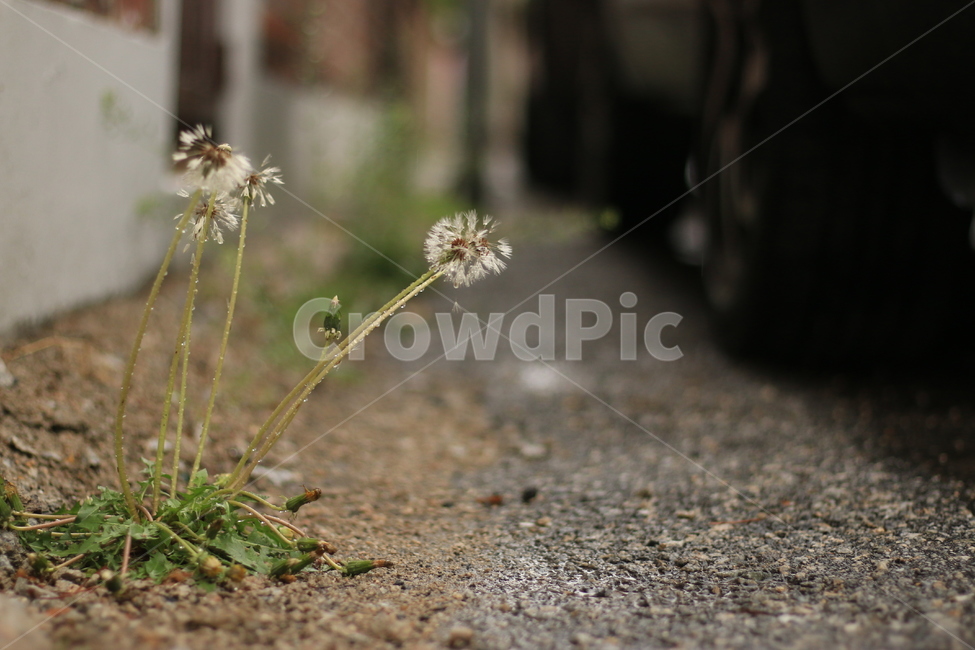 꽃,잎,빗방울,민들레,아스팔트,길,flower,raindrop,leaf,dandelion,asphalt,street,식물,자연,plants,nature