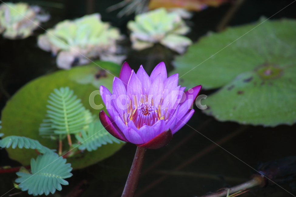 수련,연,꽃,수생식물,waterlily,식물,자연,plants,nature,꽃,flower