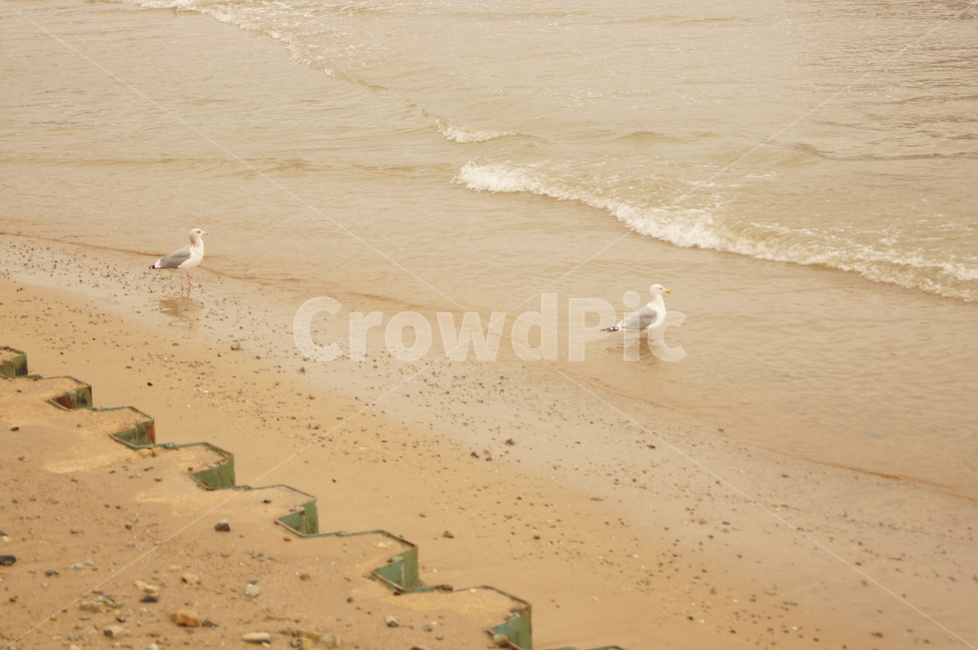 바다,갈매기,흐림,고독함,모래,돌,sea,wood,granite,lonely,cloud,gull,sand,rock,응시,look,부부,한쌍,couple,동물,animal,조류,새,birds