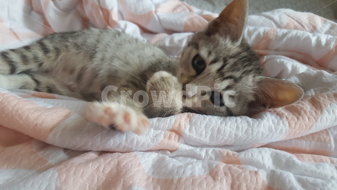 고양이,암컷,믹스묘,고등어태비,길냥이,반려동물,가족,pseudoidea,cat,휴식,나른한,어린고양이