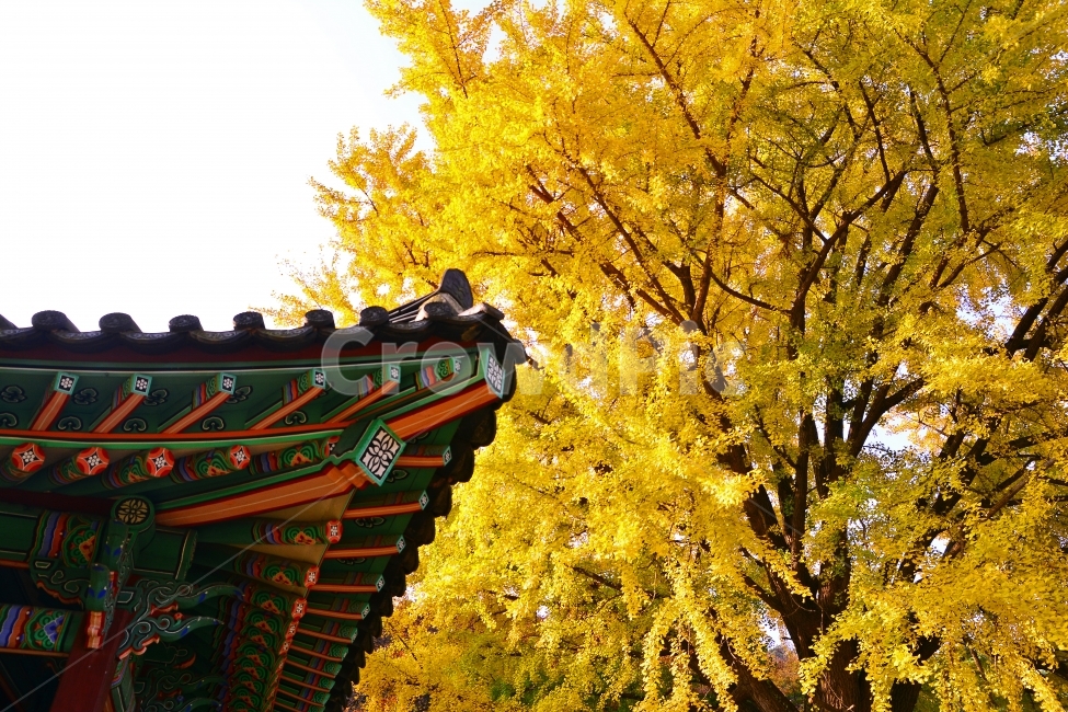 가을,시즌,남한산성,은행나무,계절,단풍,물들다,노랑색,옐로우,처마,단청,기와집,전통,보존,건축물,역사,기록,아름다움,한국적,절정,AUTUMN,FALL,MAPLE,오색찬란,CULTURE,풍경,OLD,가을,계절,fall,autumn,season,한국전통,한국문화,korean traditional,korean culture,건축물,건물외관,exterior,building,structure,architecture,construction