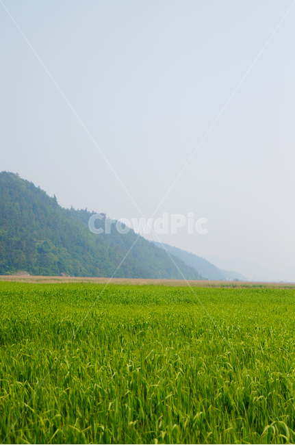 grassland,목초지,옥외,outdoors,nature,자연,field,들,countryside,지방,논,농업,농사,agriculture,farming,farming industry