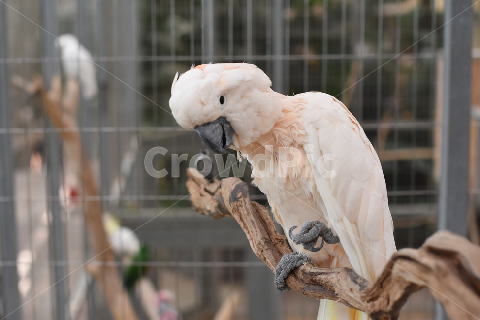 앵무새,조류,동물원,새,동물,예쁜새,동물,animal,조류,새,birds