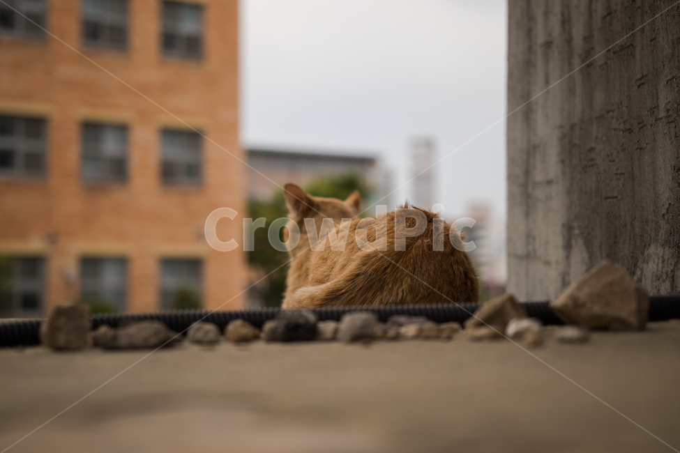 loneliness,lonely,street cat,cloudy day,booth