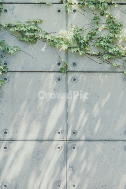 넝쿨,담쟁이,식물,벽,식물벽,식물,자연,plants,nature
