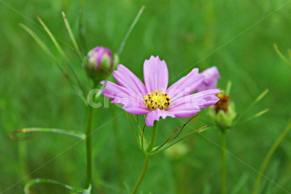 꽃,코스모스,접사,가을,색감,감성,아름다움,꽃내음,flower,cosmos,식물,자연,nature,가을,계절,fall,autumn,season,식물,자연,plants,nature,꽃,flower,plant