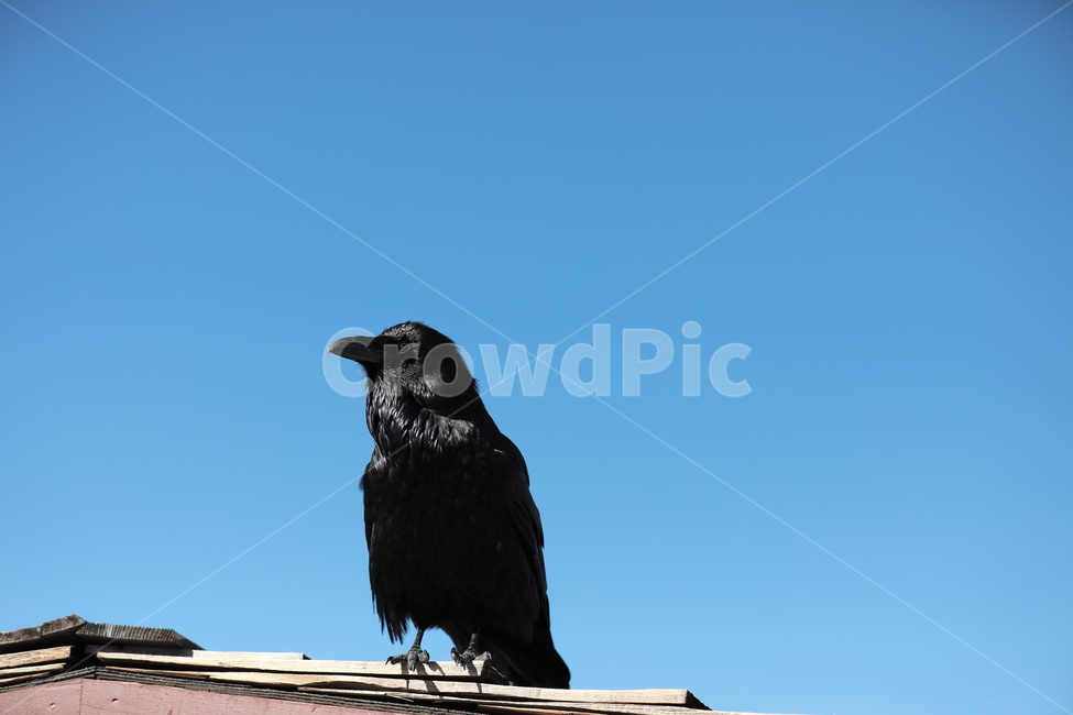 까마귀,동물,새,조류,검은색,동물,animal,조류,새,birds