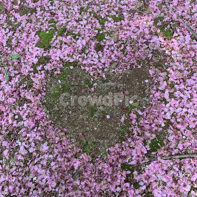 하트,꽃잎,가을,분홍빛,봄꽃