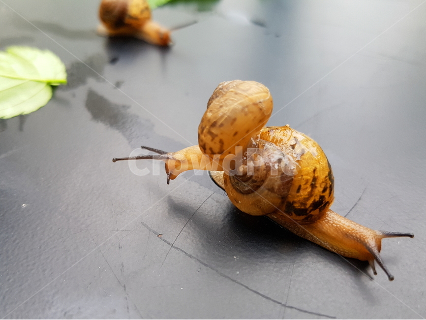 달팽이,비오는날,달팽이두마리,동물,연체동물,자연,snail,달팽이사진,동물,animal