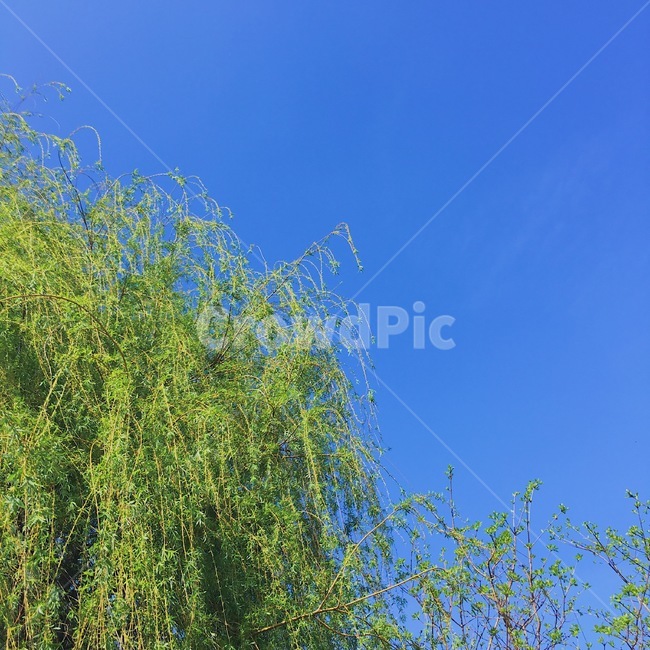 산뜻함,나무,자연,봄날씨,하늘,자연,풍경,nature,landscape,tree,plant,식물
