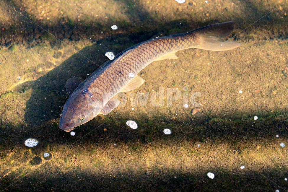 물고기,민물고기,어류,생물,자연,생태,생태계,잉어,animal,fish,freshwaterfish,carp,어류,물고기,fish
