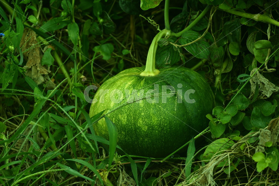 자연,꽃,가을,야생,아침,호박,과일,열매,fruit