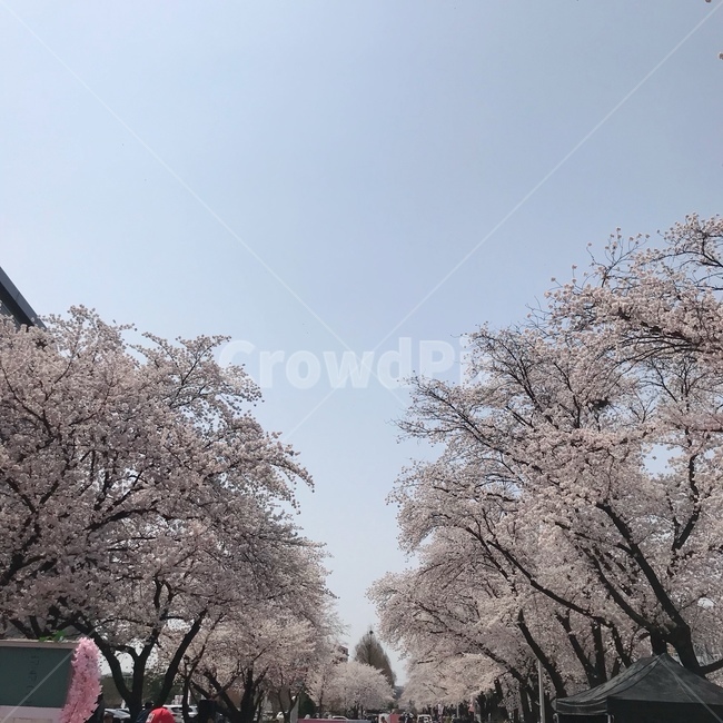 봄,벚꽃,벚꽃나무,나들이,꽃놀이,봄나들이,봄벚꽃,봄나무,예쁜꽃
