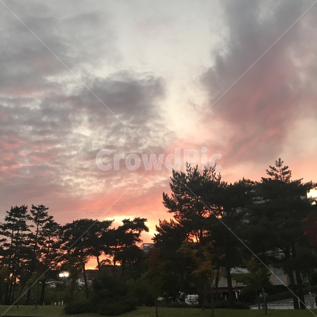 nature,자연,outdoors,노을,숲,자연,풍경,nature,landscape,옥외