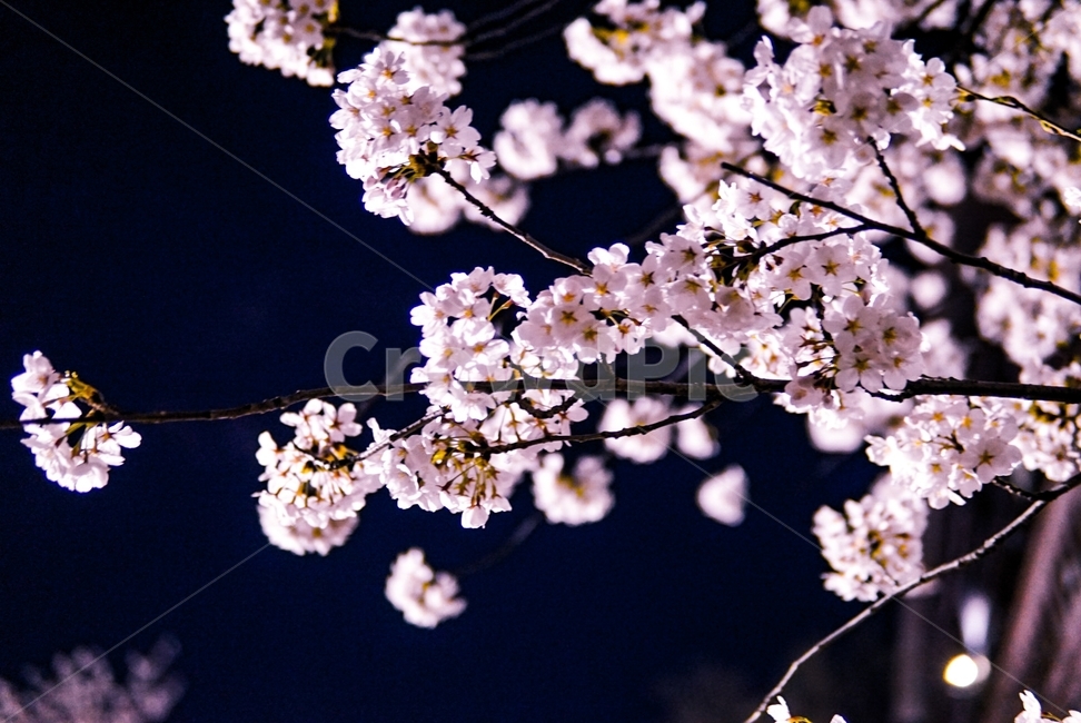 꽃,감성,풍경,봄,벚꽃,spring,계절,감성사진